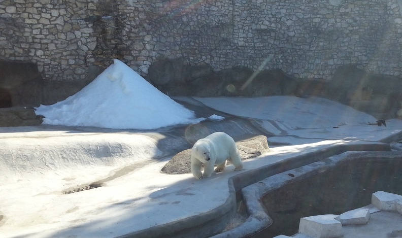 white-bear.jpg