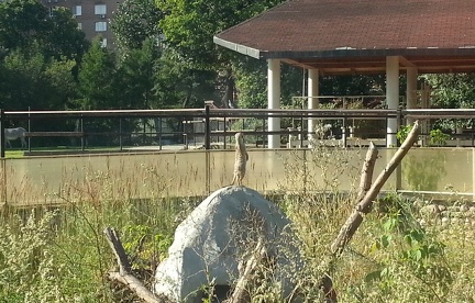 Сурок