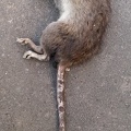 Mouse (3D)