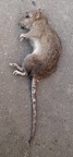 Mouse (3D)