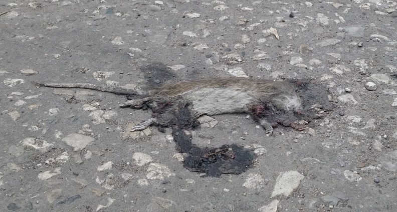 mouse-2d.jpg