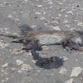 Mouse (2D)