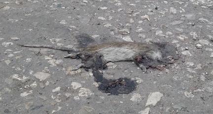 Mouse (2D)