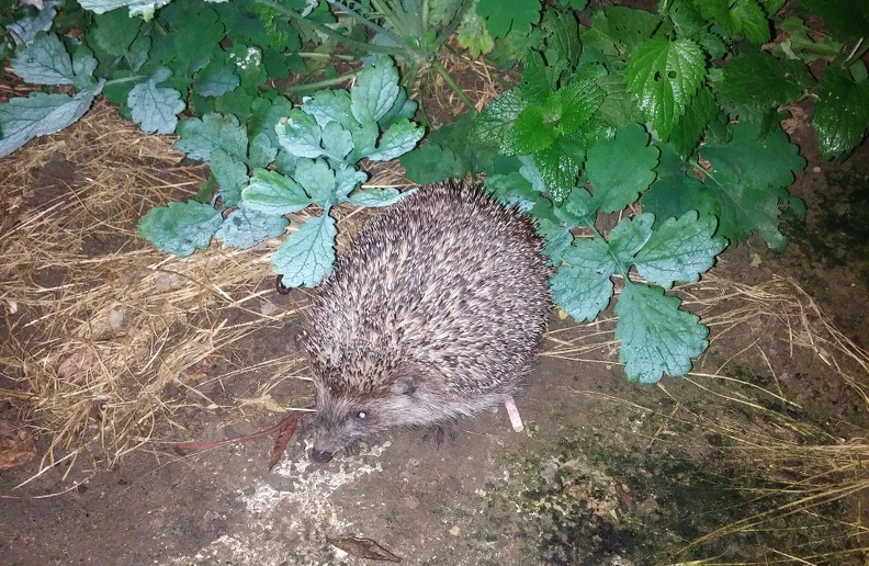 hedgehog.jpg