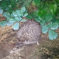 Hedgehog