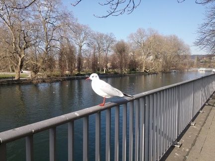 Bird