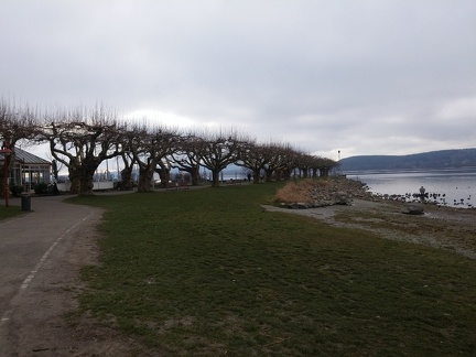 Trees