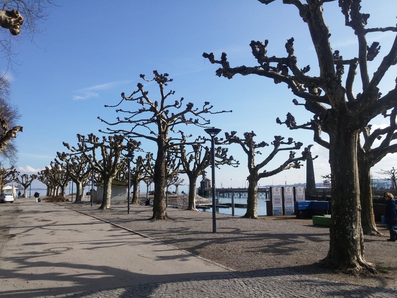 trees.jpg