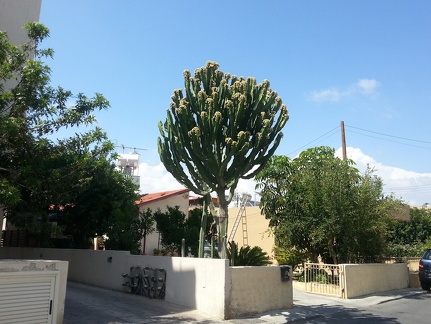 kaktus