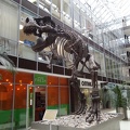 Tyrannosaurus Rex
