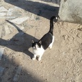 Котэ