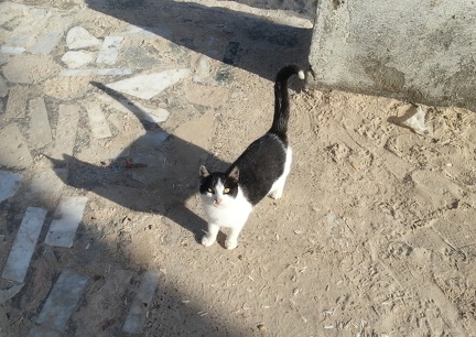Котэ