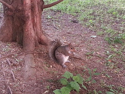 Squirrel