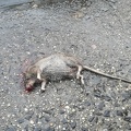 Rat