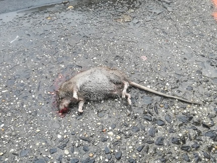 Rat