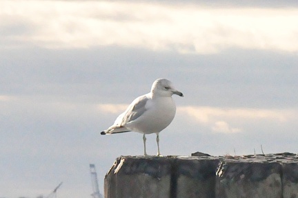 Seagull