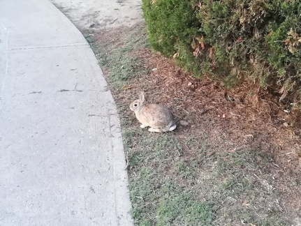 Rabbit