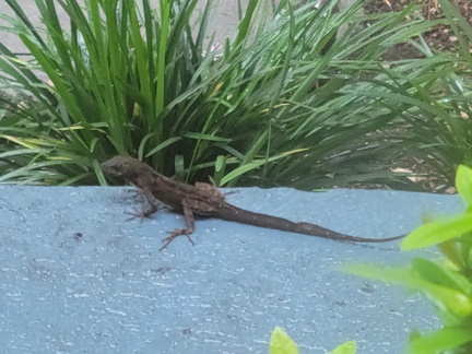 Lizard