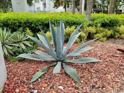Agave americana